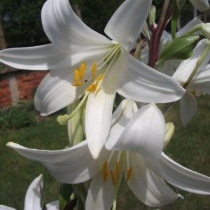dscf1342