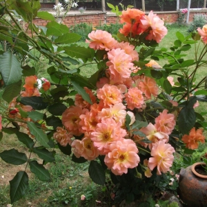 dscf1424