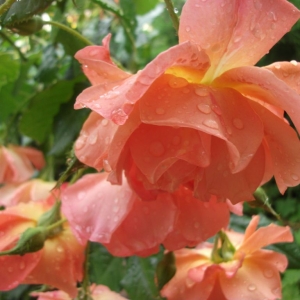 dscf1469