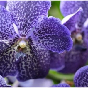 vanda1