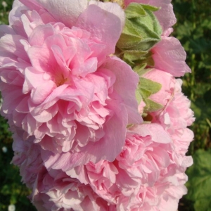 dsc01590мальва розовая