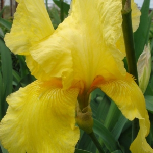 dsc00822 ирис желтый