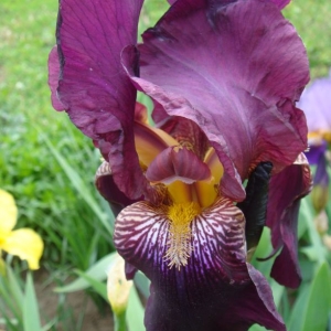 dsc00820 ирис лиловы1