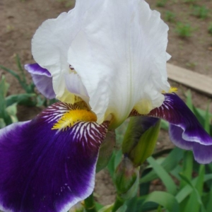 dsc00825ирис двухцветный