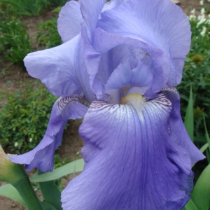 dsc00868ирис голубой