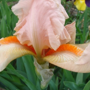 dsc00870ирис розовый