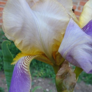 dsc01023ирис дымчатый