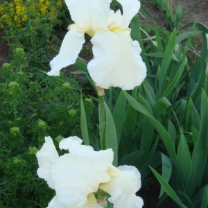 dsc01028ирисы белые