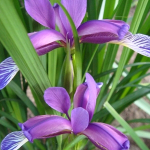 dsc01020ирисы мелкие