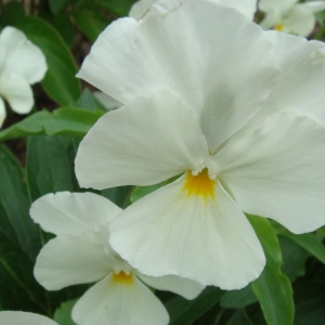 dsc00828 анютки кр.план