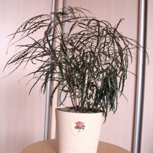 mg 0554