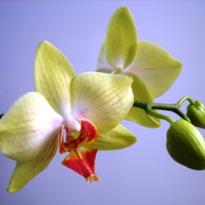 Изображение 003