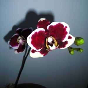 Изображение 004