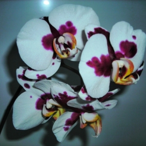 Изображение 005