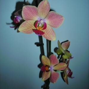 Изображение 006