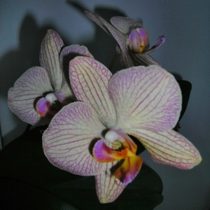 Изображение 009