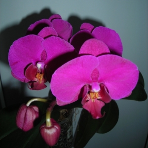 Изображение 011