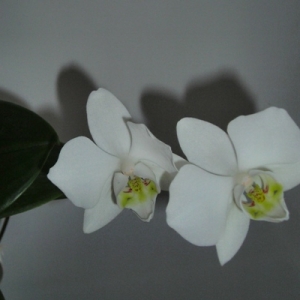 Изображение 015