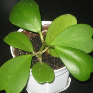 hoya kerrii