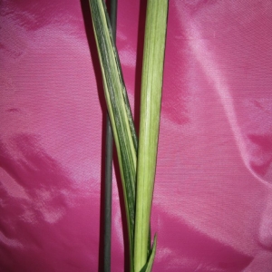 Sansevieria trifasciata Bantelss sensation