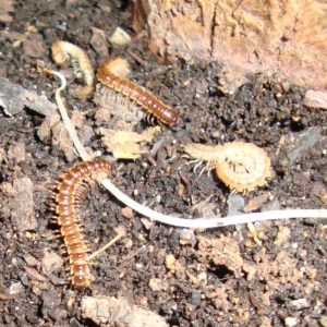 brachydesmus superus