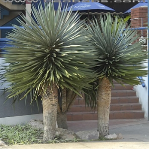 dracaena-draco 1