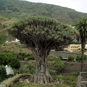 dracaena draco 2