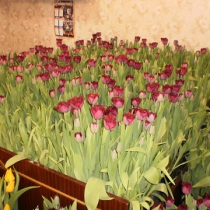 Копия p3014976