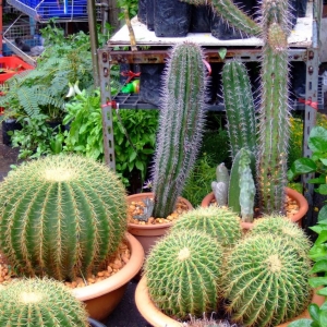 cactus