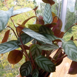 Ctenanthe oppenheimiana