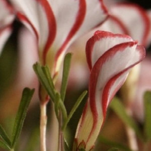oxalis versicolor flowers