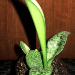 drimiopsis kirkii