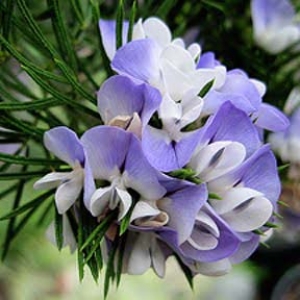 Psoralea fleta