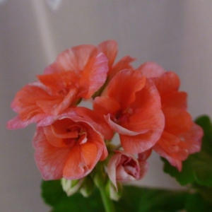 dsc08326