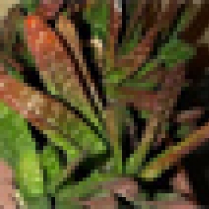 Семена gasteria bicolor Х excelsa (Гибрид Гастерии двуцветной и Г. excelsa) 40