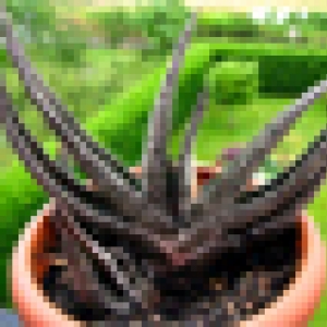 Семена gasteria pulchra (Гастерия крошечная) 40