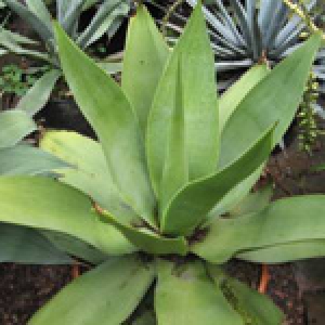 agave ellemeetiana1