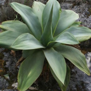 agave ellemeetiana2