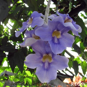 Thunbergia_grandiflora