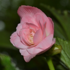 dsc 0579