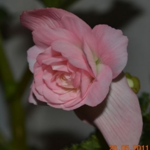 dsc 0617