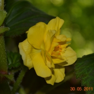 dsc 0718