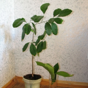 Наш лимоник