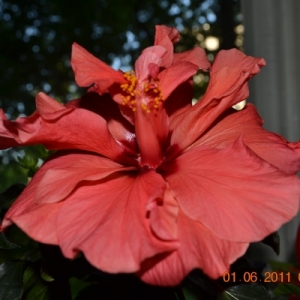 dsc 0001