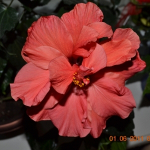 dsc 0007