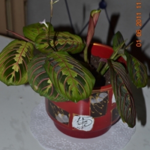 dsc 0022