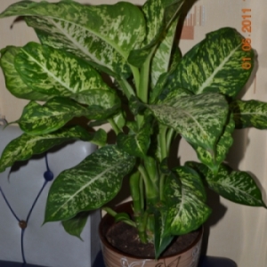 dsc 0029