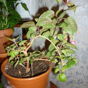 p1020851