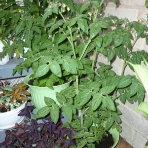 p1020838