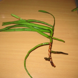 img 7800